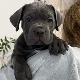 Donner - Gray male Cane Corso puppy in Utah from 3Lake Kennelz