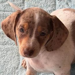 Bullseye - Dapple male Dachshund puppy in Rancho Cucamonga, California from Empire's Dachshunds