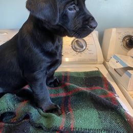 Labrador Retriever Puppies from Hunter Mill Retrievers, LLC