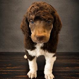 Sonny - Parti male Poodle puppy in Washington, Pennsylvania from Patriotic Poodles