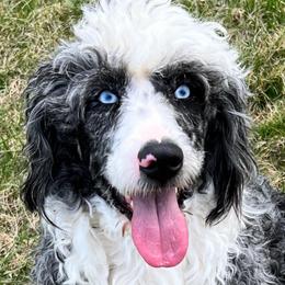 Aussiedoodle, Australian Shepherd, and Toy Australian Shepherd Puppies from Tumblin T Aussies and Aussiedoodles
