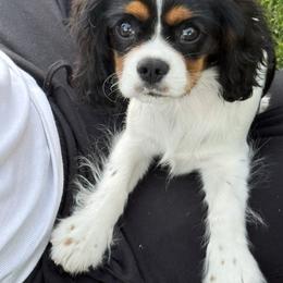 Missy - Tri-color female Cavalier King Charles Spaniel puppy in Huntington Beach, California from Russell Cavailers