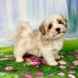 Butterfly - Red sable female Havanese puppy in Gainesville Ocala, Florida from Curly Que Standard Poodles and Havanese