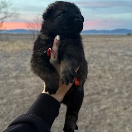 Emperor - Sable female German Shepherd puppy in Beryl, Utah from Von Den Mächtigen Kennels