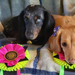 Dachshunds from Dugout Creek Dachshunds