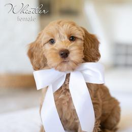 Whistler - Caramel female Australian Labradoodle puppy in Salem, Oregon from Hunterberry Hill Labradoodles