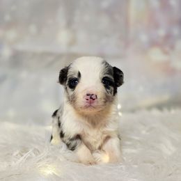 Blue cheese - White and blue merle male Border Collie puppy in Avilla, Indiana from Borderline Kennels