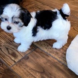 Maltese and Morkie Puppies from K and E Small Breed Puppies
