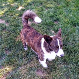 Malcolm - Cardigan Welsh Corgi
