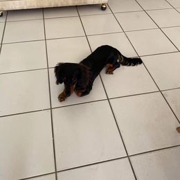 Cooper - Dachshund