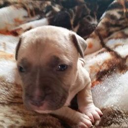 American Pit Bull Terrier Puppies from Kaotic APBTs