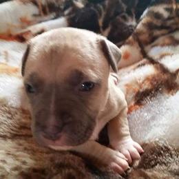 American Pit Bull Terrier Puppies from Kaotic APBTs