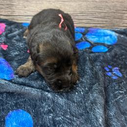 Hami red - Black and red male German Shepherd puppy in Herrick, South Dakota from Dakota Shepherds Kennels