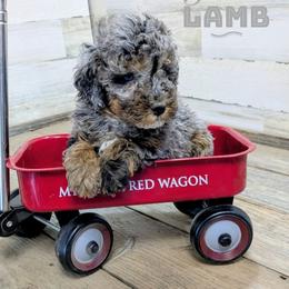 Lamb - Blue merle female Aussiedoodle puppy in Cambridge, Minnesota from Country Meadow Doodles