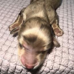 Ava - Dapple female Dachshund puppy in El Cajon, California from Lisa Buxton