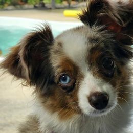 Toy Australian Shepherds from BeachLife Aussies