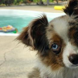 Toy Australian Shepherds from BeachLife Aussies