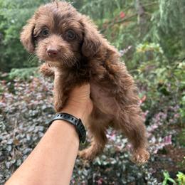 Cindy - Chocolate female Yorkipoo puppy in Henderson, North Carolina from Dorans Danes and Doodles