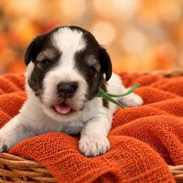 Bennett - Parti male Miniature Schnauzer puppy in Magalia, California from NorCal Schnauzers