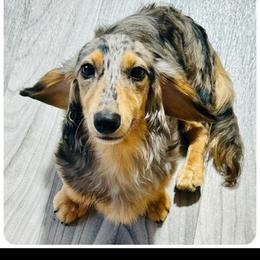 Freckles - Dachshund