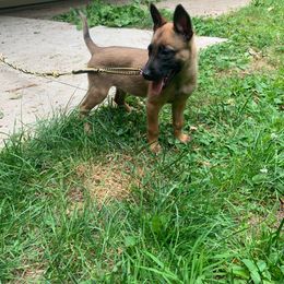Girl 5 - Belgian Malinois puppy in Pulaski, Wisconsin from Elite Canine Training & Outfitters