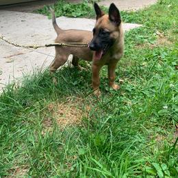 Girl 5 - Belgian Malinois puppy in Pulaski, Wisconsin from Elite Canine Training & Outfitters
