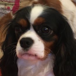 Sophie - Cavalier King Charles Spaniel