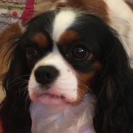 Sophie - Cavalier King Charles Spaniel
