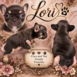 Lori - Liver female French Bulldog puppy in Holton, Indiana from MoonShine Babies