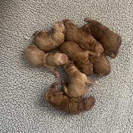 Boy 3 - Golden male Golden Retriever puppy in Fort Worth, Texas from Fort Worth Goldens