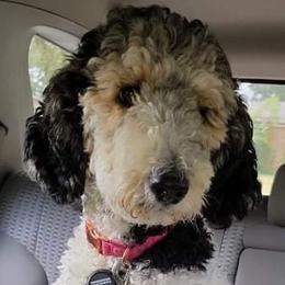 Chloe - Poodle