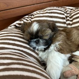 Shih Tzu Puppies from Chrysanthemum Creek