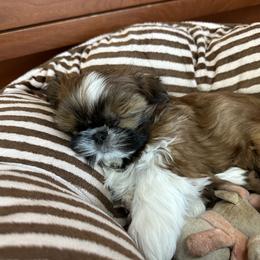 Shih Tzu Puppies from Chrysanthemum Creek