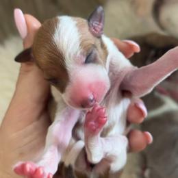 Armani - White and sable male Italian Greyhound puppy in Southwest Florida, Florida from Woofford Italian Greyhounds