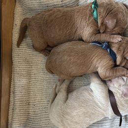 Labradoodle puppies from Mount Olive Doodles