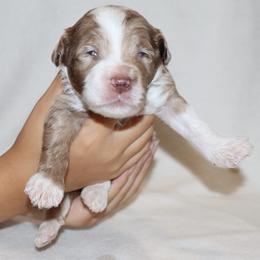 Toffee - Chocolate merle male Bernedoodle puppy in Ohio from Moore Doodles
