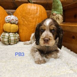 PB3 - Tri-Roan male English Springer Spaniel puppy in Britton, South Dakota from K&S Canines