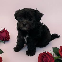 Angel - Black female Maltipoo puppy in Taft, Tennessee from Knight Pups