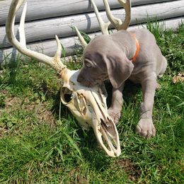 Weimaraner Puppies from Miller's Weimaraners