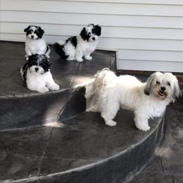 Havanese Puppies from Sunsation Havanese