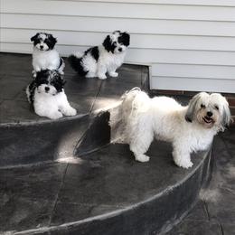 Havanese Puppies from Sunsation Havanese