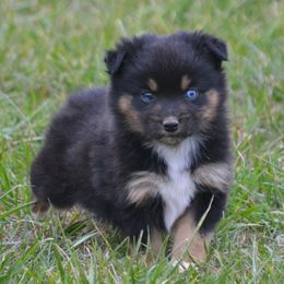 Tinsel - Black Tri Female - 1 blue eye - Black tri female Miniature Australian Shepherd puppy in Gravette, Arkansas from DiamondR Mini Aussies @ DiamondR Farm & Kennel