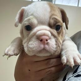 Boy 3 - Chocolate tri-color male Bulldog puppy in Rome, Georgia from English Bulldogs of the Seven Hills