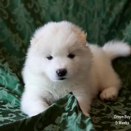 Samoyed Puppies from Desert Rose Samoyeds