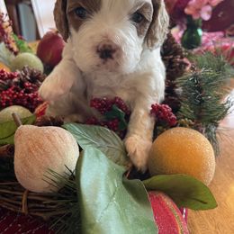 Cavapoo Puppies from Cavapoos of NorCal