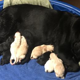 Labrador Retriever Puppies from LakeHouse Labrador Retriever LLC