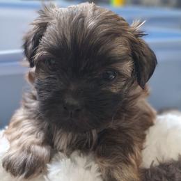 Teddy Graham - Brown male Mal-Shi puppy in Apollo Beach, Florida from Gemstone Exclusive Pups of Florida