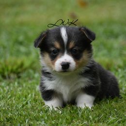 French Bulldog and Pembroke Welsh Corgi Puppies from Little Women's Frenchies & Corgis