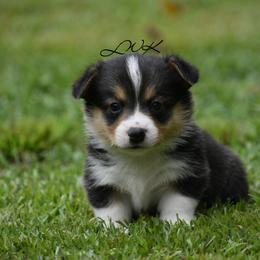 French Bulldog and Pembroke Welsh Corgi Puppies from Little Women's Frenchies & Corgis