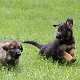 German Shepherd Puppies from Jane Dancosse's German Shepherds